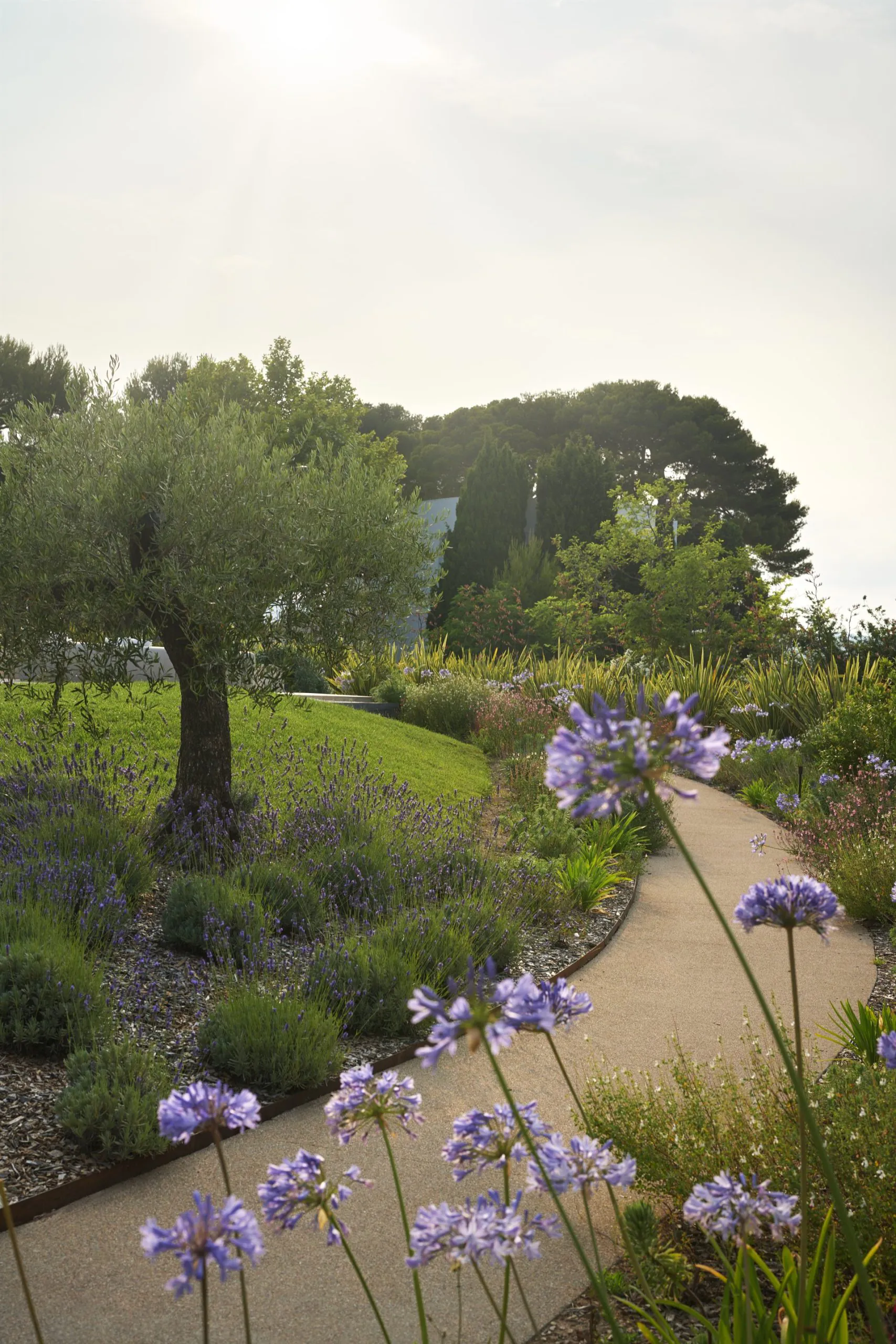 Landscaped garden path at Domaine de la Belle Étoile with agapanthus, lavender, mature olive tree and sweeping lawn